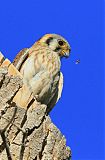 American Kestrel